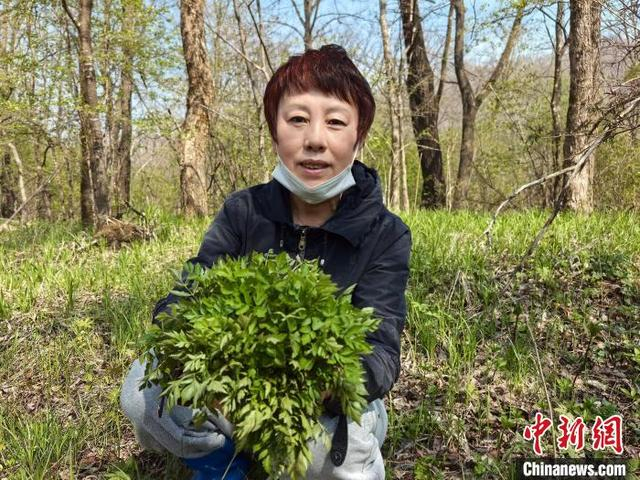 一名吉林市市民正在展示刚挖的山野菜。 苍雁 摄