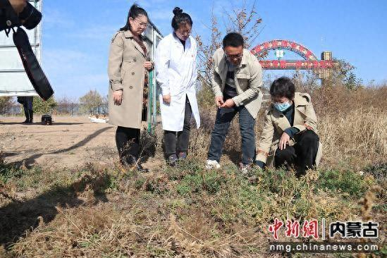 图为师生研究中药材。 文秀云 摄