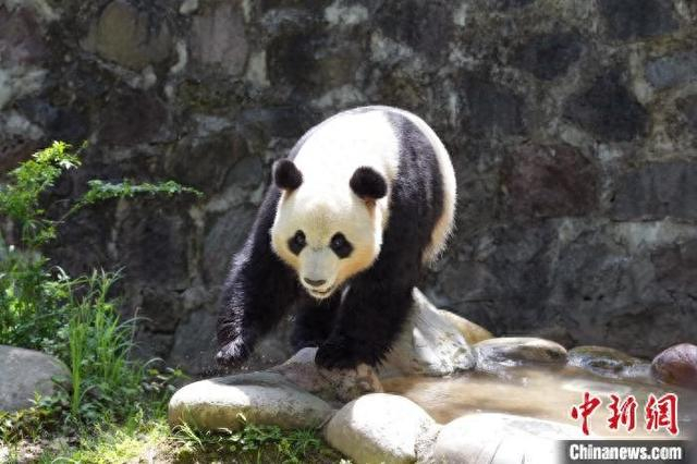 4月19日，四川都江堰，中国大熊猫保护研究中心都江堰基地的大熊猫们在户外玩耍休闲。 中新社记者 安源 摄