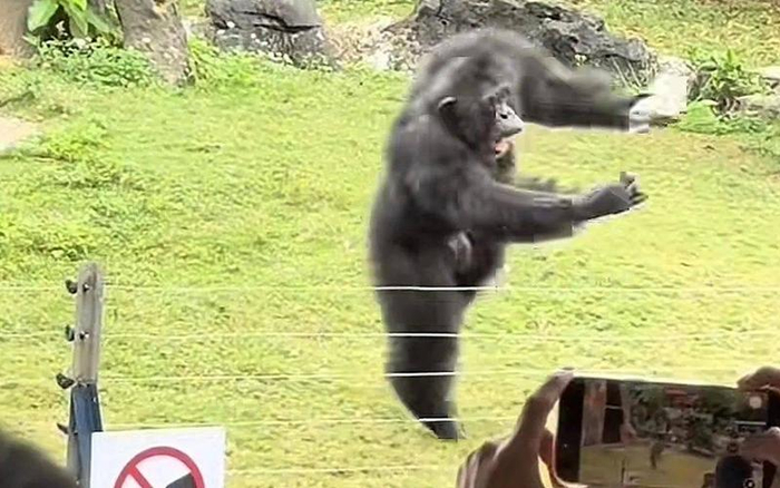 ▲动物园中，黑猩猩正在丢石块。图/视频截图