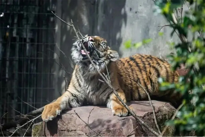 雌性孟加拉虎“红糖”。&nbsp; 上海动物园 图