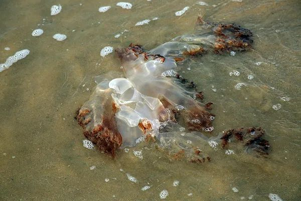 2024年8月10日，山东省日照市，在太公岛附近的沙滩上，几只水母被海浪冲到岸上/图源：视觉中国