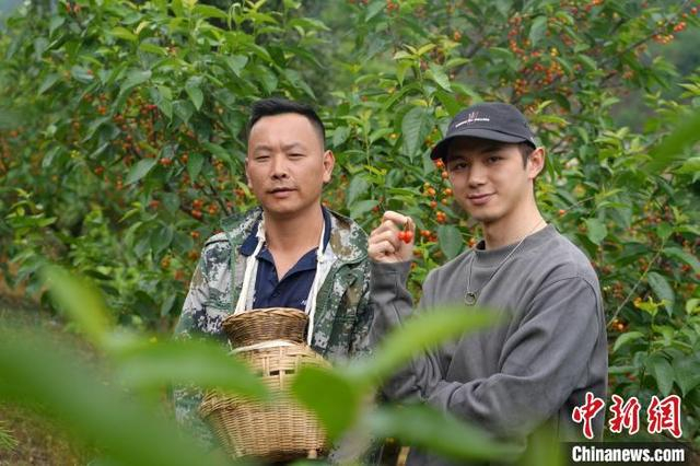 张寻在阿栗村农户樱桃园了解种植情况。蒲文思 摄