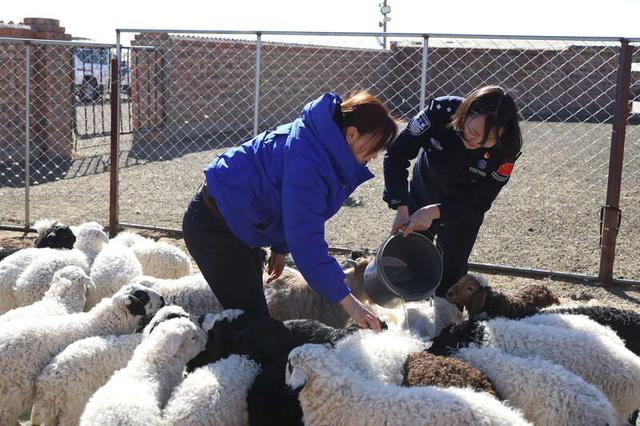 鲍雨朦帮助牧民群众喂羊。受访者供图