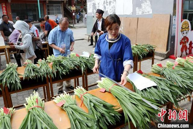 图为韭菜擂台赛现场。龚普康 摄