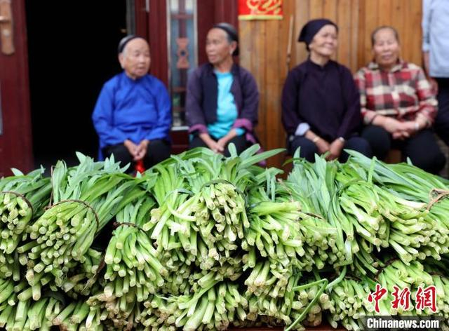 高友村素有“韭菜之乡”美誉，高友韭菜茎粗叶长、叶质脆嫩、味鲜香甜，深受消费者青睐。龚普康 摄