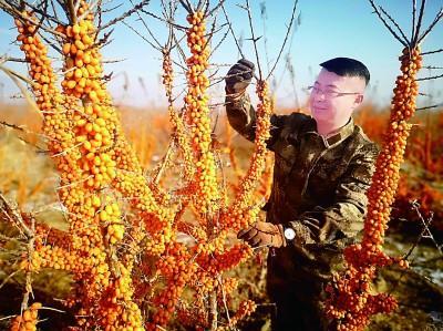 王军扬在新疆生产建设兵团沙棘林观察果实成熟情况。受访者供图