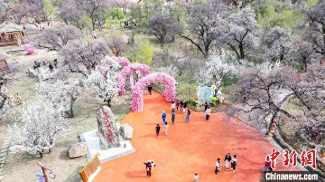 图为游客在乌素图杏花谷游览。 王劭凯 摄