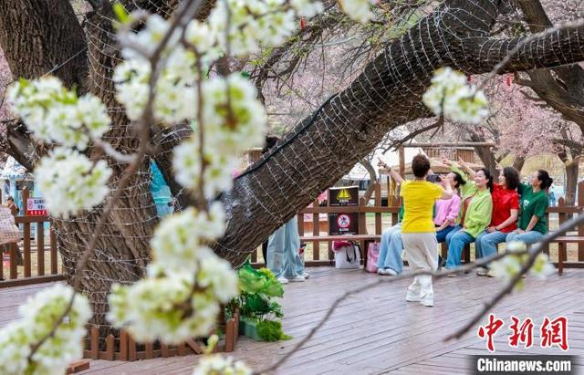 图为游客在乌素图杏花谷打卡拍照。 王劭凯 摄