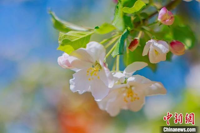 图为春天，东乌素图村的古杏树开花。 王劭凯 摄