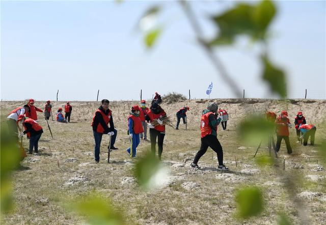 在正蓝旗，志愿者们踊跃参与到治沙当中。（资料图）