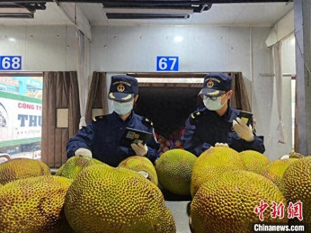 友谊关海关关员正在对进口菠萝蜜进行检查。友谊关海关供图