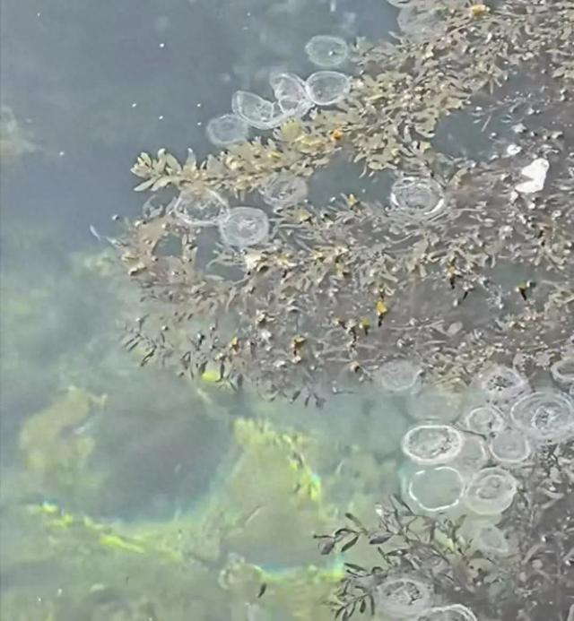 △广东深圳海边的水母