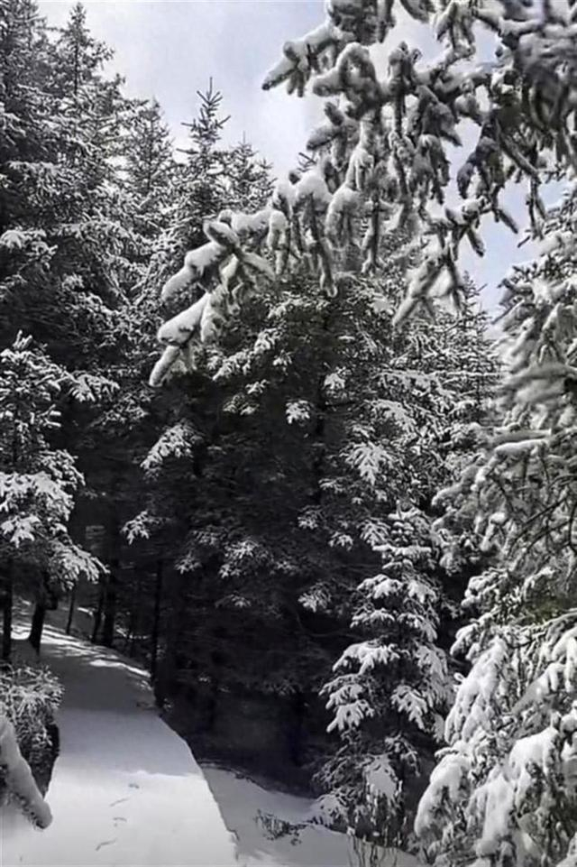 芦芽山雪景（图源：网络）