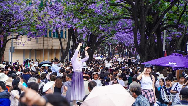“五一”假期，前来昆明教场中路观赏蓝花楹的游客络绎不绝（央广网记者 魏文青 摄）