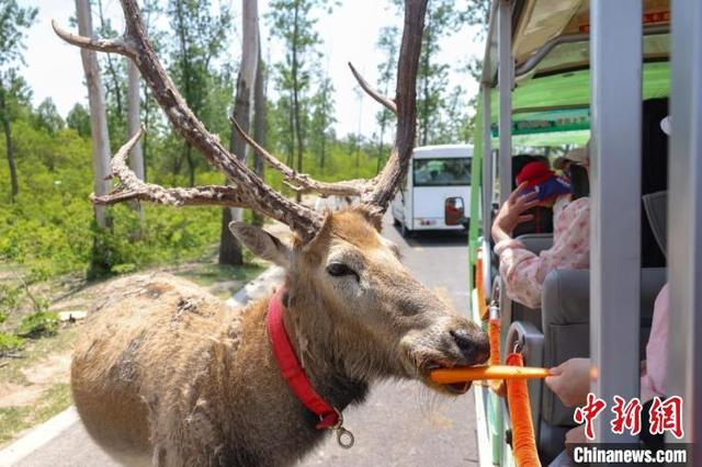 5月4日，黄海之滨江苏盐城中华麋鹿园内，游客乘坐观光车给麋鹿喂食。中新网记者 泱波 摄