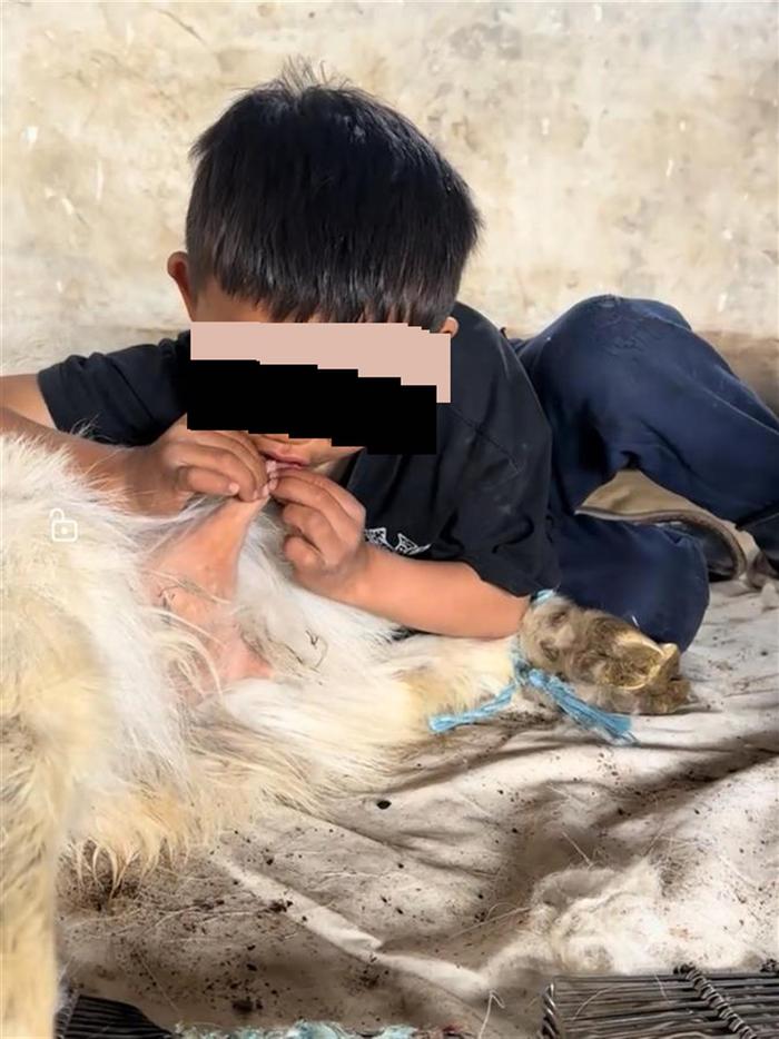 小男孩趴羊身上直接开炫喝“纯天然零添加”奶？疾控中心：暗藏近100种病菌！