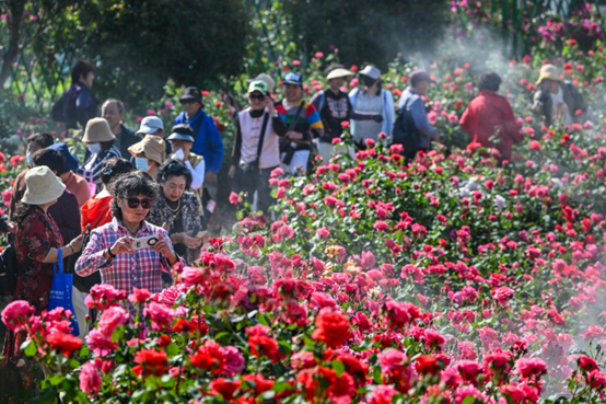柳泉镇北村村“邂逅浪漫花海，乐享田园风情”主题游园会。 徐州市委宣传部供图