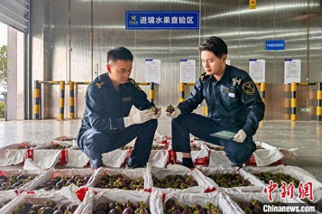 5月6日，鄂州海关关员现场查验进口水果。武汉海关供图