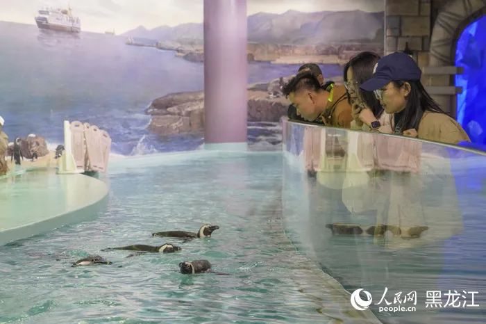 　　游客在哈尔滨极地公园观赏企鹅。人民网记者 张哲鑫摄