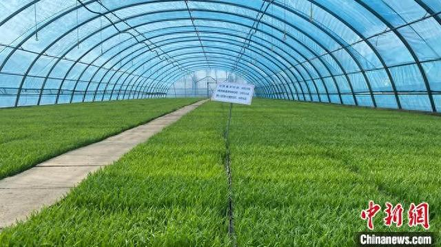 温室内的水稻秧苗。王妮娜 摄