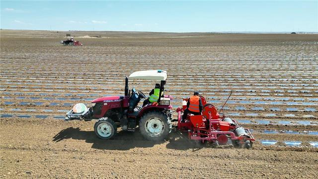 石宝镇红山子村的胡萝卜种植现场。（资料图）