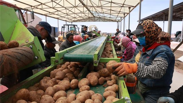 农民们正在借助机械进行马铃薯切种工作。（资料图）