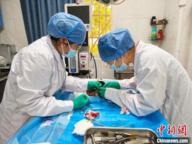 工作人员救助野生动物。广西壮族自治区林业局供图