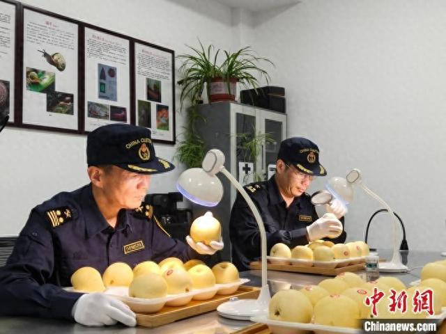 5月7日，沧州海关关员对出口鲜梨进行属地查检。甄晓丹 摄