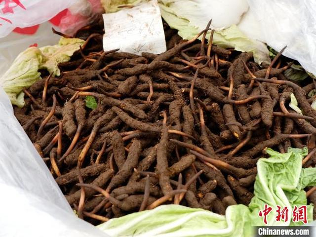 5月7日，青海玖鹰虫草市场内，商户用白菜叶片为冬虫夏草鲜草保鲜。李隽 摄