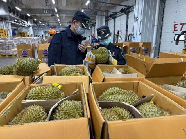 海关关员对进口榴莲进行查验。