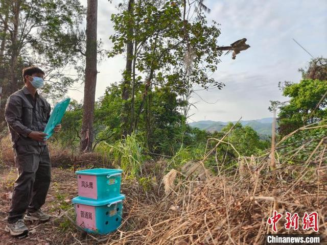 工作人员放归凤头鹰和普通鵟。广西壮族自治区林业局供图