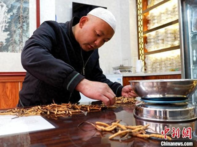 5月7日，青海玖鹰虫草市场内，客商正在挑选冬虫夏草。李隽 摄