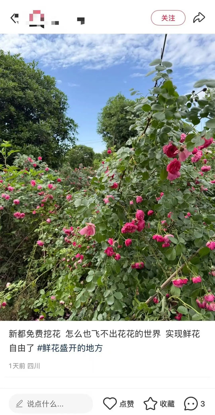 网友发的“新都区免费挖花”帖子