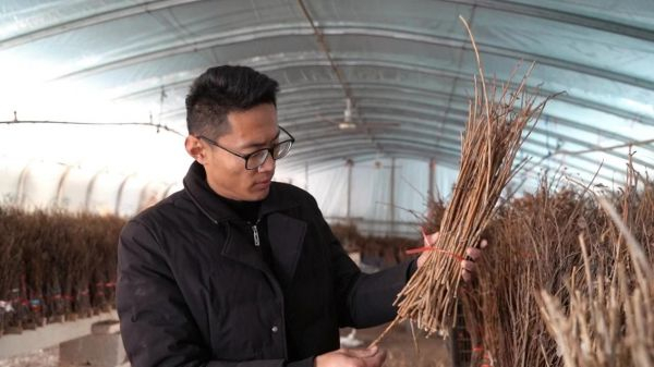 张敬昂查看金蝉种苗情况