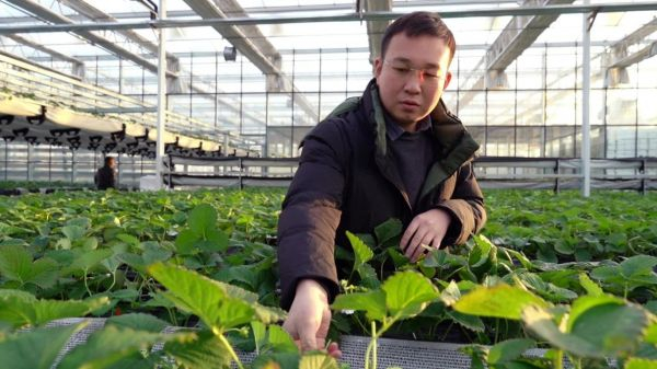 马驰在空中草莓基地修剪多余分叉