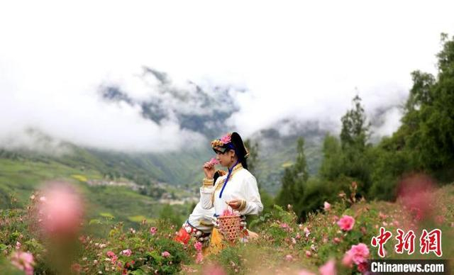 小金玫瑰。小金县委宣传部供图