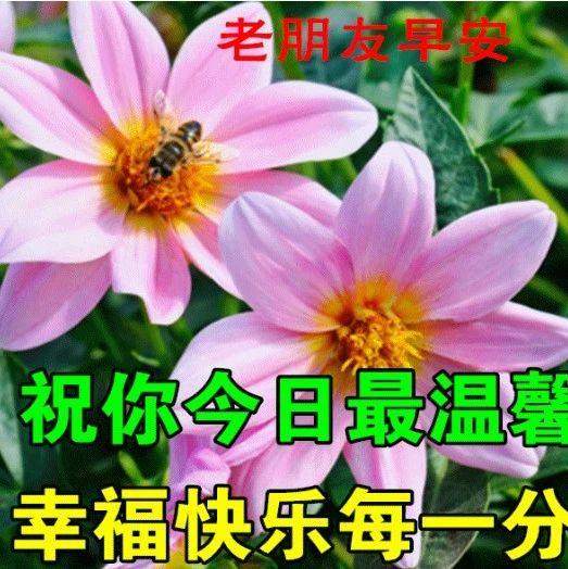 早安！一份祝福，永远充满温馨，新的一天，愿您开心，快乐，平安，健康！