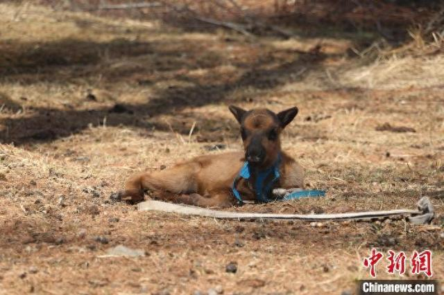 5月7日，内蒙古根河市，一头刚出生的驯鹿宝宝正在晒太阳。 周学良 摄