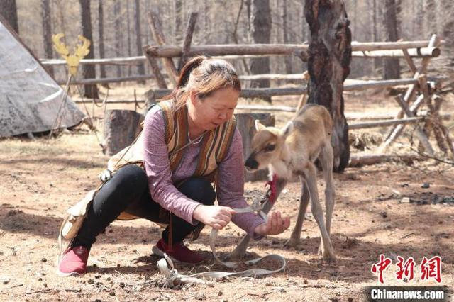 5月7日，内蒙古根河市，鄂温克养鹿人布冬霞正在查看新生驯鹿的健康状况。 周学良 摄