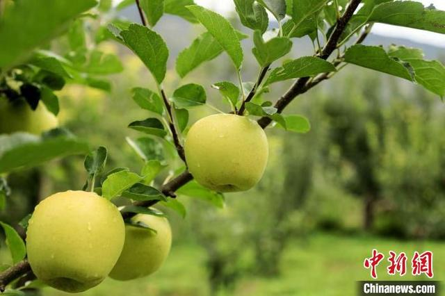 小金苹果。贺先强 摄