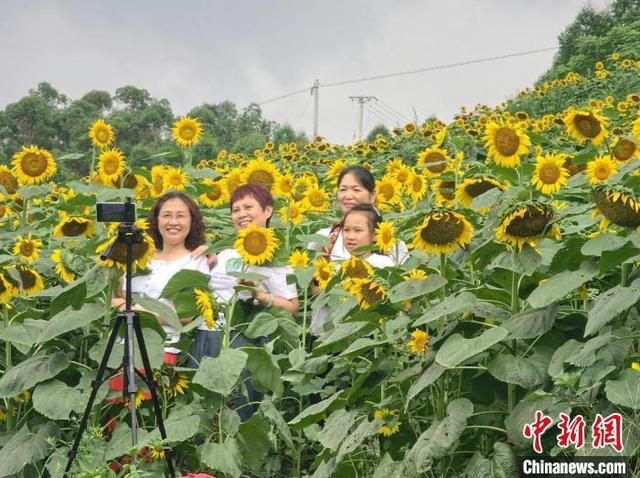 图为游客在油葵花海拍照。荣县融媒体中心供图