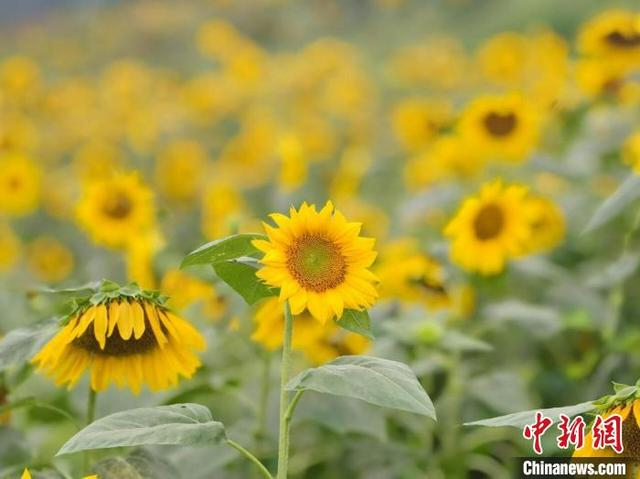 图为金灿灿的油葵花盛开。荣县融媒体中心供图