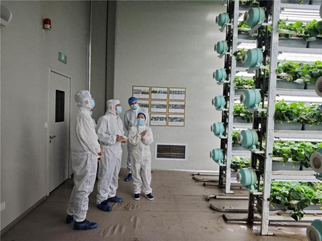 海关关员对拟出口水果企业进行现场考核。（资料图）