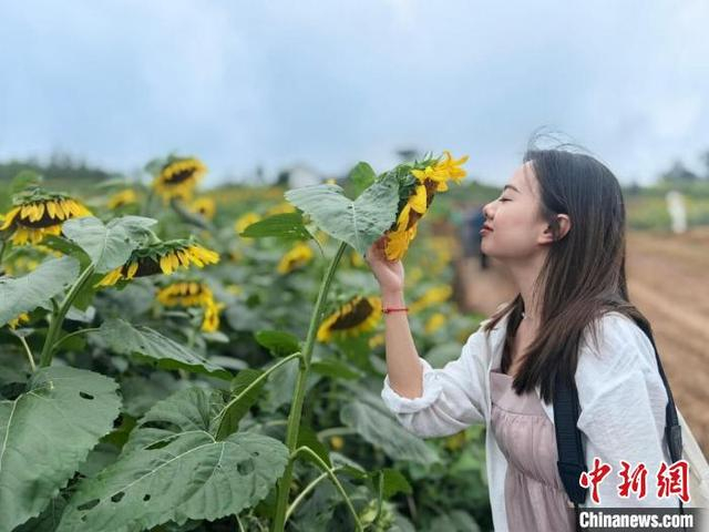 图为游客在油葵花海“打卡”。荣县融媒体中心供图