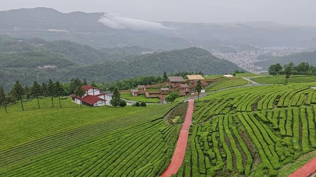 4月24日，五峰土家族自治县青岗岭茶园笼罩在细雨中，这里被誉为“中国最美茶园”之一。 澎湃新闻记者 郑舞 图