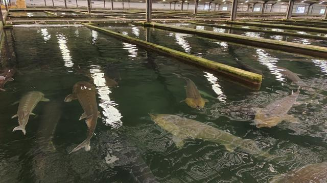 4月23日拍摄的宜都市清江鲟鱼谷一角。 澎湃新闻记者 王岱玉 图