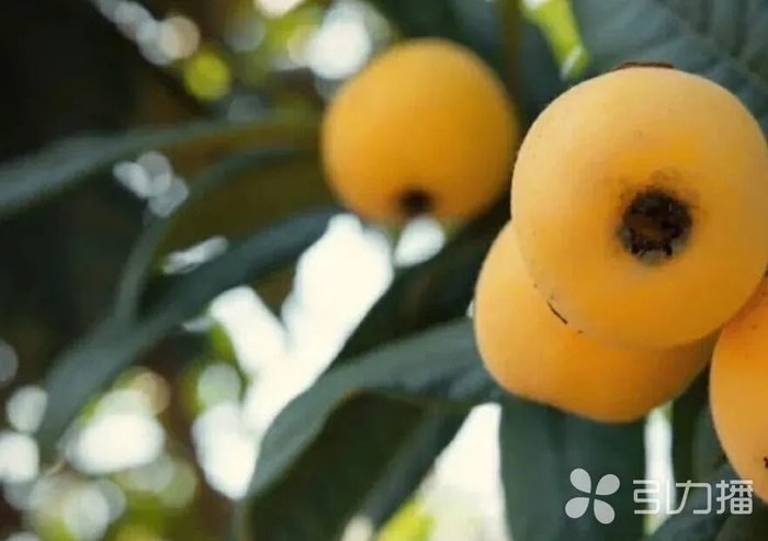 东山枇杷园里果实成熟。图片由受访者提供