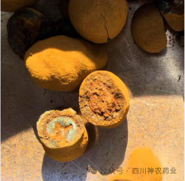 神农药业体外培育牛黄（图片来源：四川神农药业公众号）