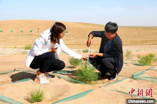 图为民勤县“近自然仿生学”治沙造林示范区。马爱彬 摄